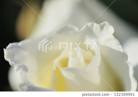 Flowers in a rose garden 132389991