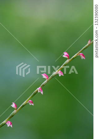 水引花 水引花 132390080