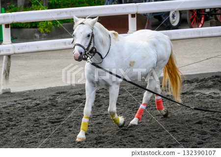 Shinozaki Pony Land, Edogawa Ward, Tokyo, Pony Shinozaki Pony Land, Edogawa Ward, Tokyo, Pony 132390107