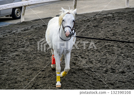 Shinozaki Pony Land, Edogawa Ward, Tokyo, Pony 132390108