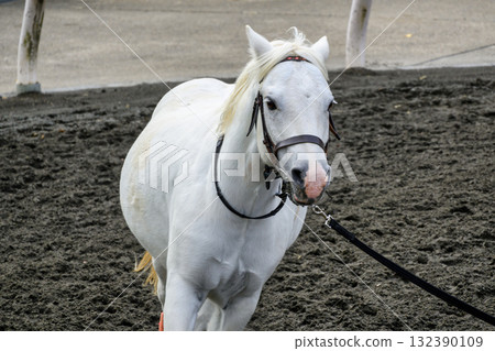 Shinozaki Pony Land, Edogawa Ward, Tokyo, Pony Shinozaki Pony Land, Edogawa Ward, Tokyo, Pony 132390109