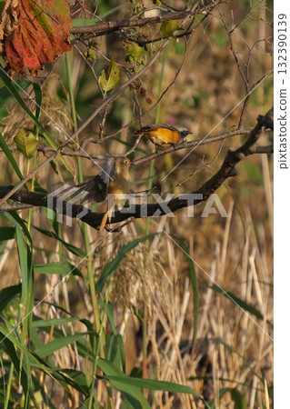 Daurian Redstart male and female 132390139