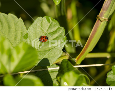 Nanahoshi tentou on the leaves Nanahoshi tentou on the leaves 132390213