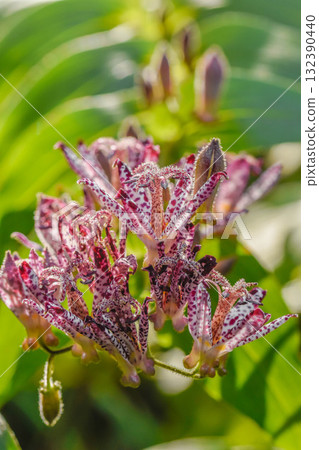 秋天開花Hototogisu 132390440