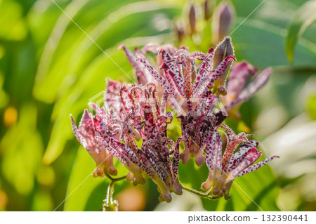 秋天開花Hototogisu 132390441