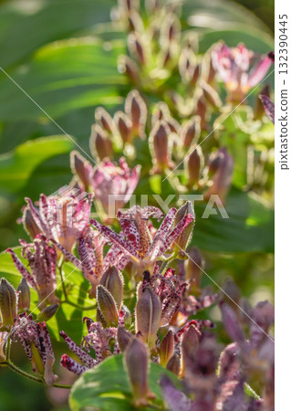 秋天開花Hototogisu 132390445