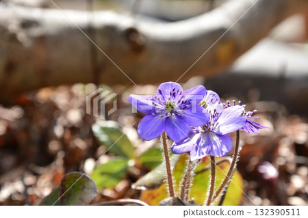 Blue-purple snowdrop flowers 132390511
