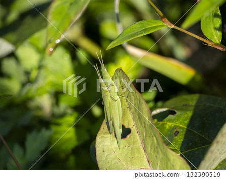 A female grasshopper carrying a male on her back 132390519