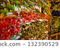 Autumn leaves decorating the walls 132390529