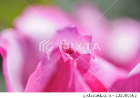 Close-up of roses 132390568