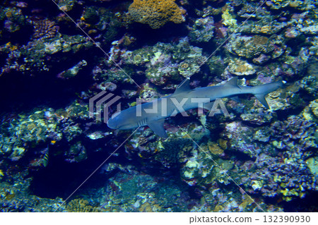 生活在珊瑚礁中的鯊魚 生活在珊瑚礁中的鯊魚 132390930