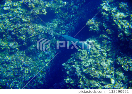 生活在珊瑚礁中的鯊魚 生活在珊瑚礁中的鯊魚 132390931