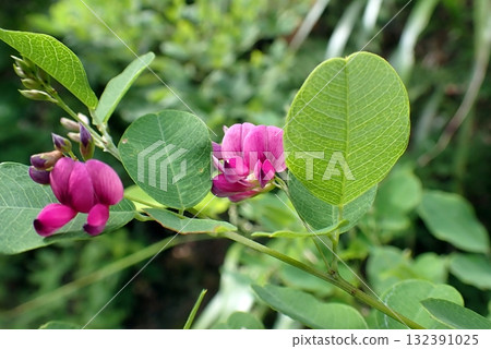 Yamahagi (250908, Shimohama Katsurane, Akita City) Yamahagi (250908, Shimohama Katsurane, Akita City) 132391025