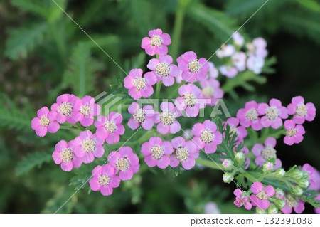 Small pink yarrow flowers blooming in an autumn park Small pink yarrow flowers blooming in an autumn park 132391038