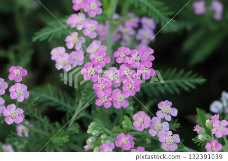 Small pink yarrow flowers blooming in an autumn park Small pink yarrow flowers blooming in an autumn park 132391039