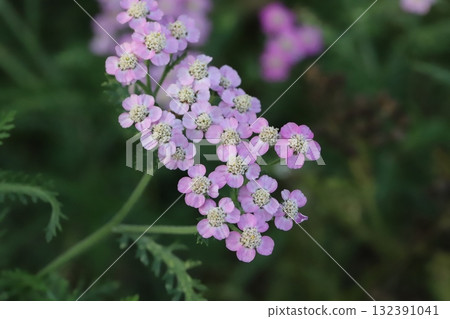 Small pink yarrow flowers blooming in an autumn park 132391041