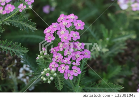 秋季公園裡盛開的粉紅小蓍草花 秋季公園裡盛開的粉紅小蓍草花 132391042