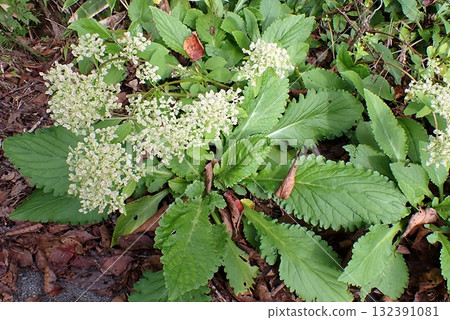 Otokoeshi (251014 Toyoiwakoyama Osawa, Akita City) 132391081