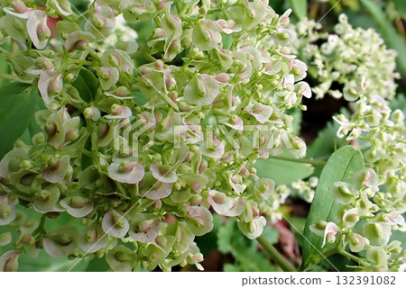 Otokoeshi (251014 Toyoiwakoyama Osawa, Akita City) 132391082