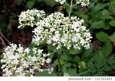 男小江市（250908 秋田市下濱桂根） 132391083