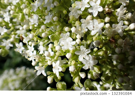 男小江市(250908 秋田市下濱桂根) 男小江市(250908 秋田市下濱桂根) 132391084