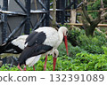 Two storks eating together 132391089