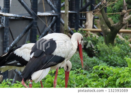 Two storks eating together Two storks eating together 132391089