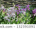 White and purple orchids blooming in the sunlight 132391091
