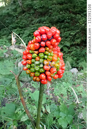 Mamushigusa (251009, foot of Mt. Yashio, Higashi-Yuri, Yurihonjo City) 132391108