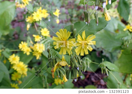 Yakushisou (Toyoiwakoyama Osawa, Akita City, 251014) 132391123