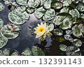 浮在水面上的睡蓮花 132391143