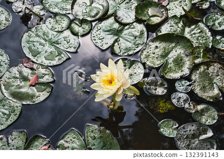 Water lily flower floating on the surface of the water Water lily flower floating on the surface of the water 132391143