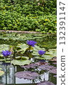 藍色百合 132391147