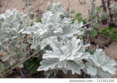 White mugwort (Araya Mitsugoya, Akita City, 251014) White mugwort (Araya Mitsugoya, Akita City, 251014) 132391200