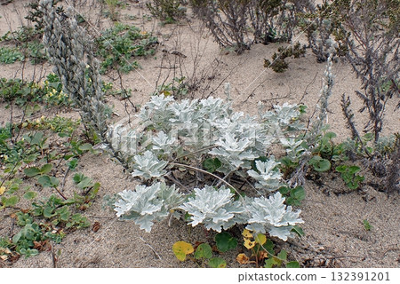 White mugwort (Araya Mitsugoya, Akita City, 251014) White mugwort (Araya Mitsugoya, Akita City, 251014) 132391201