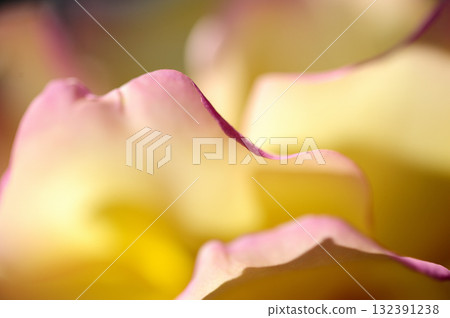 玫瑰特寫鏡頭 玫瑰特寫鏡頭 132391238