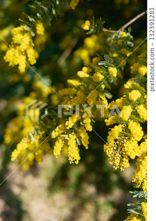 Mimosa 132391281
