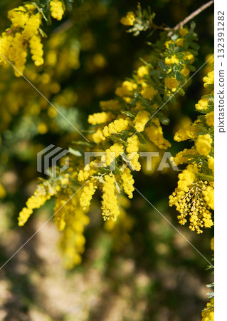 Mimosa Mimosa 132391282
