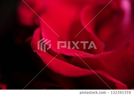 我在附近的玫瑰園裡看到的花 132391359