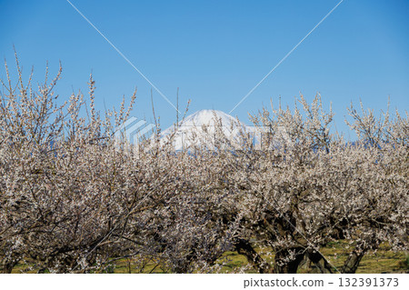 White plum in full bloom that shines in the blue sky 132391373