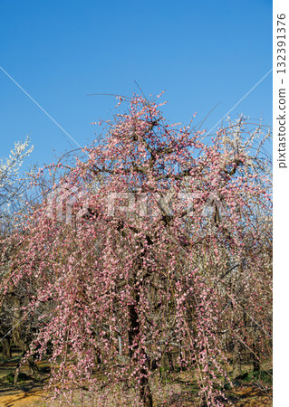 垂梅盛開映襯著藍天 垂梅盛開映襯著藍天 132391376