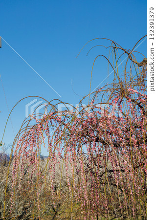 The plump plum blossoms against the blue sky The plump plum blossoms against the blue sky 132391379