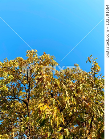 Yellowed leaves against the blue sky Yellowed leaves against the blue sky 132391664