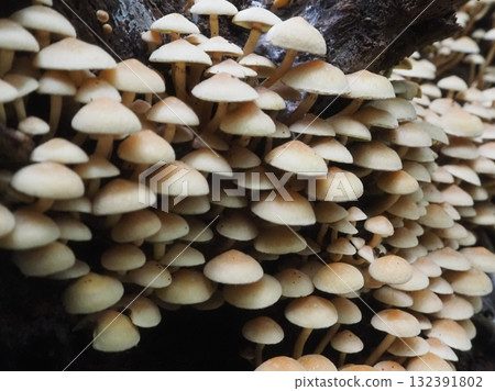 Whitish mushrooms growing densely on a fallen tree (20251022074008) Whitish mushrooms growing densely on a fallen tree (20251022074008) 132391802