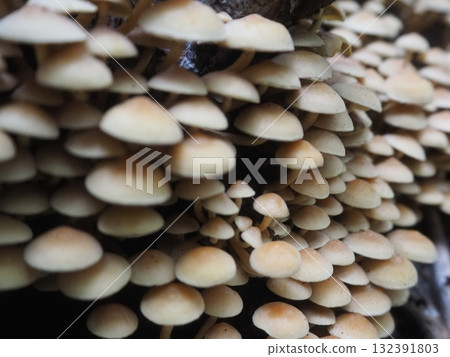 倒下的樹上密密麻麻地生長著白色的蘑菇（20251022073944） 132391803