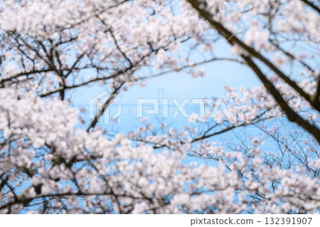 【岡山縣】櫻花與大海 【岡山縣】櫻花與大海 132391907