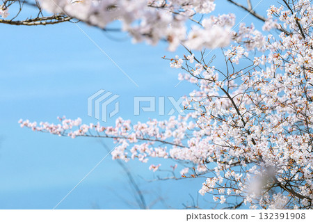 【岡山縣】櫻花與大海 132391908