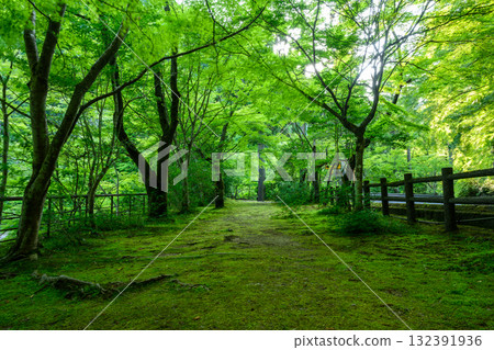 【岡山縣】新綠 【岡山縣】新綠 132391936