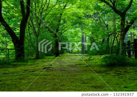 【岡山縣】新綠 132391937