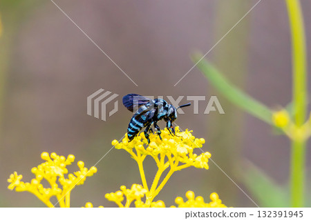 Rurimon山毛櫸 132391945